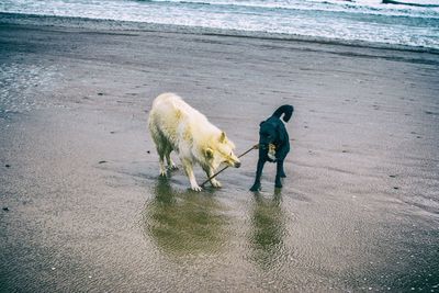 Man walking with dog on beach