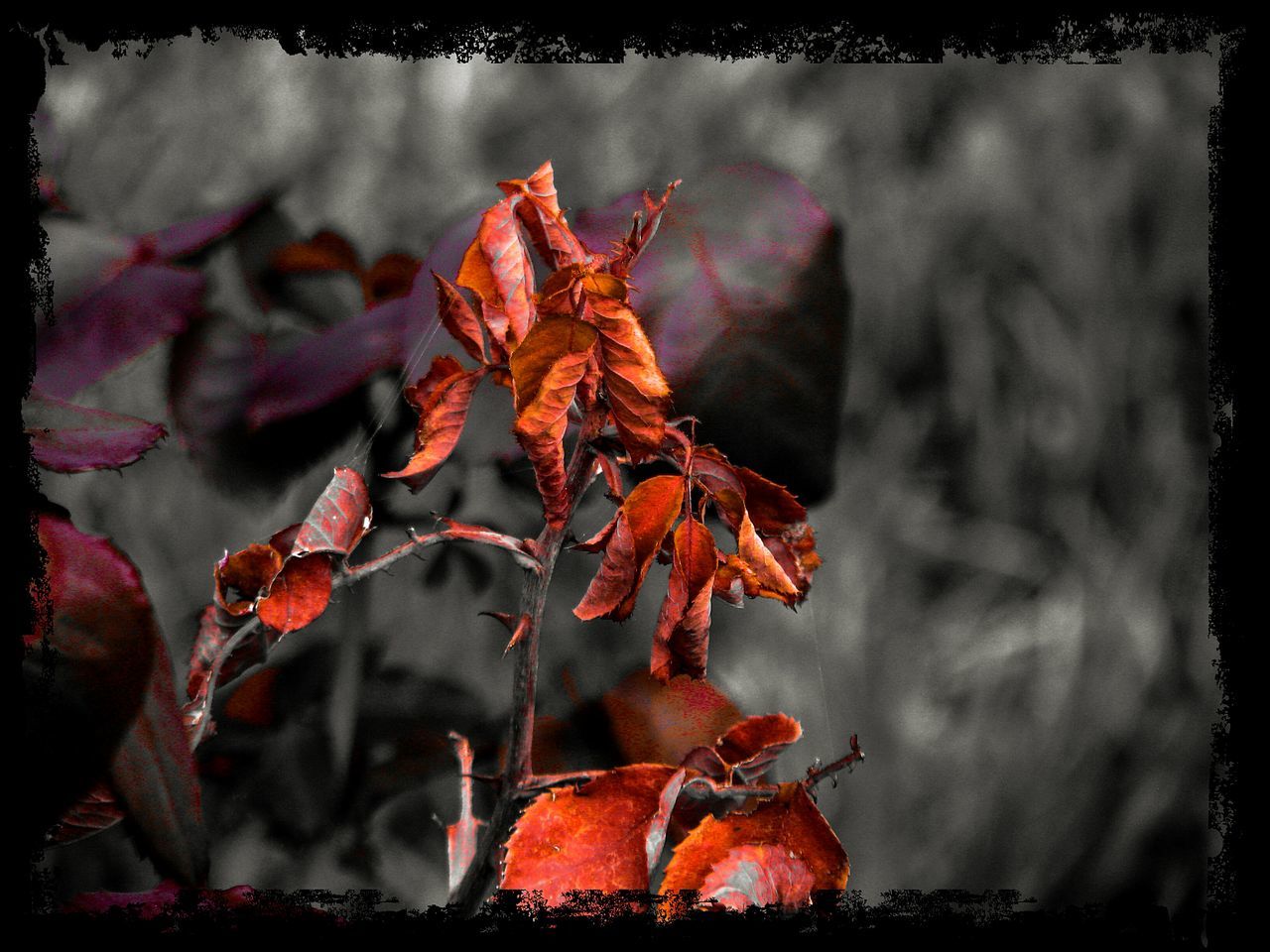 CLOSE UP VIEW OF RED LEAVES