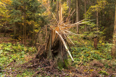 Trees in forest