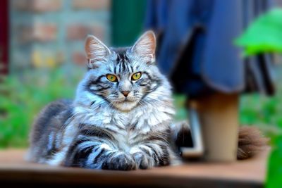 Close-up portrait of cat