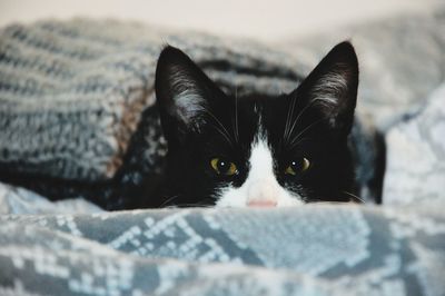 Close-up portrait of a cat