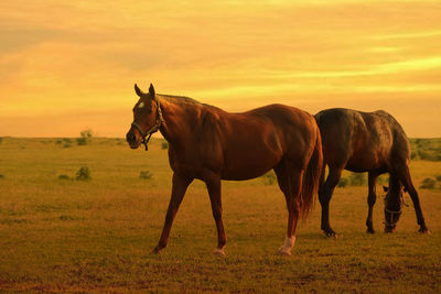 Two horses graze in a paddock at sunset in summer