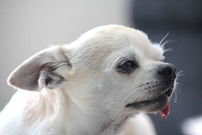 Close-up of a dog looking away