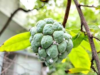 Close-up of fruit growing on tree