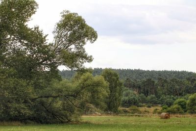 View of trees on field against sky