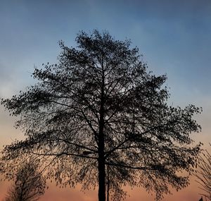 Low angle view of silhouette trees against sky at sunset