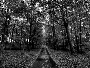 Road amidst trees