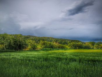 Scenic view of field against sky