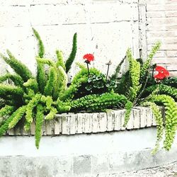 Close-up of cactus plant