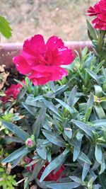 Close-up of red flowering plant