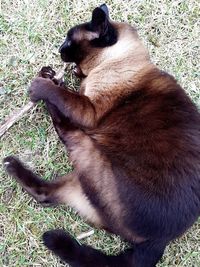 High angle view of dog on field