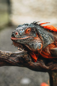 Wild gray orange iguana sitting on a tree branch in the wildlife. vertical