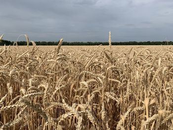 Scenic view of wheat field against sky