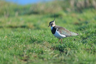 Northern lapwing perching on a field