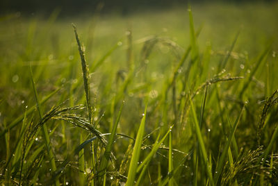 Close-up of wheat growing on field