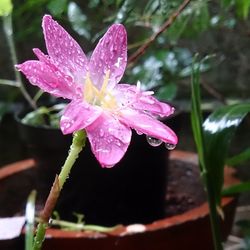 Close-up of pink flowers