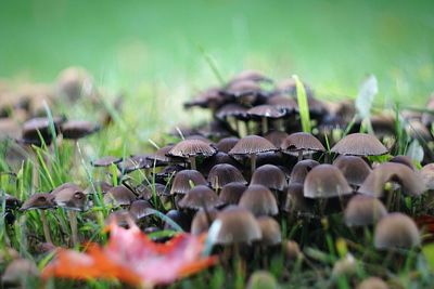 Mushroom growing outdoors