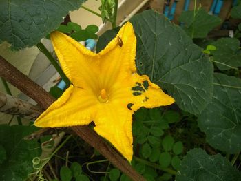 Close-up of yellow flowering plant