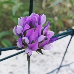 Close-up of purple flower