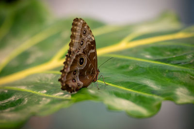 Close-up of butterfly on leaves