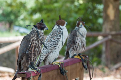 Birds perching on metal