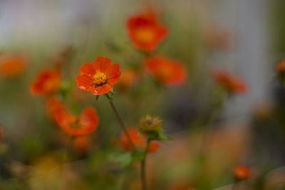 Close-up of orange flowering plant