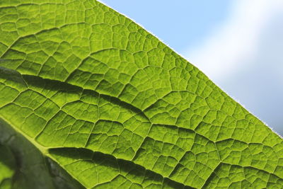 Close-up of green leaves