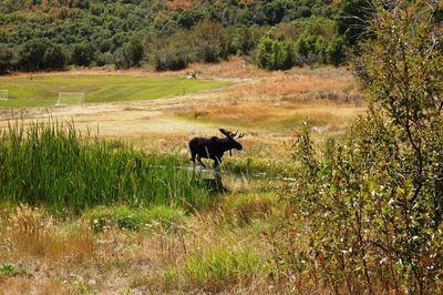 Horse grazing on grassy field