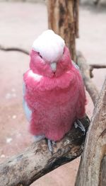 Close-up of parrot perching on tree