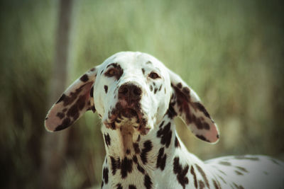 Close-up of dog with big ears