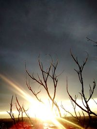 Low angle view of silhouette plants against sky during sunset