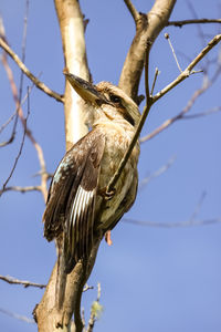 Low angle view of kookaburra perching on tree