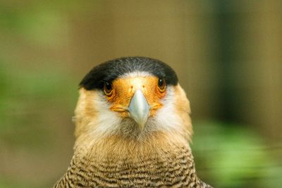 Close-up of a bird