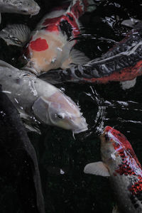 View of koi fish in water