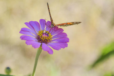 Close-up of butterfly pollinating on purple flower