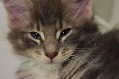 Close-up portrait of cat