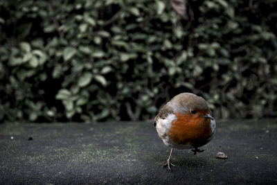 Close-up of a robin