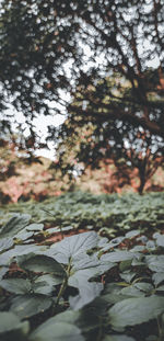 Close-up of leaves floating on water