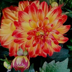 Close-up of dahlia blooming outdoors