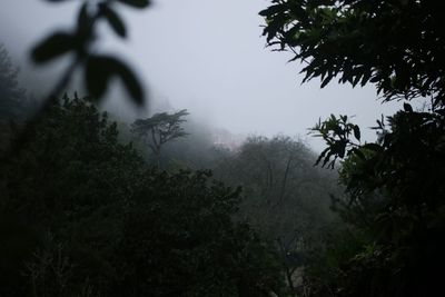 Trees in forest against sky