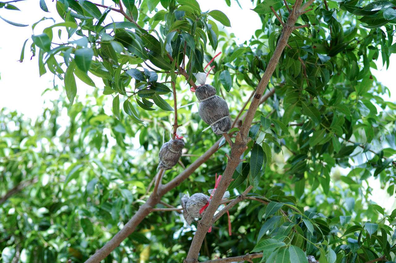 LOW ANGLE VIEW OF BIRD ON TREE BRANCH