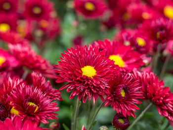 Close-up of red flowers blooming outdoors