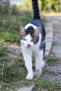 Portrait of cat on street