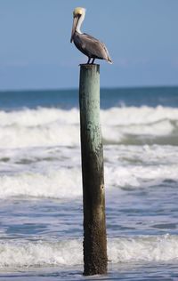 Seagull perching on wooden post in sea