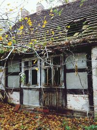 Trees against built structure