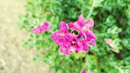 Close-up of pink flower growing on plant