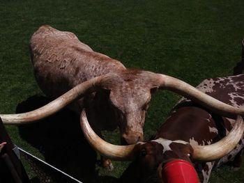 High angle view of cow on field