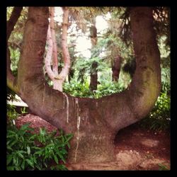 Trees in forest