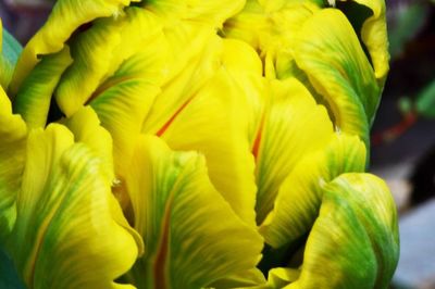 Close-up of yellow flower