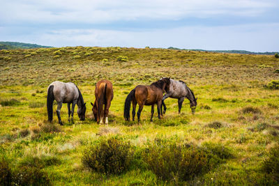 Horses grazing in a field